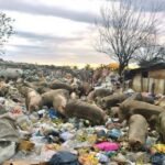 DESPUES DE 80 AÑOS DE CONVIVIR CON LA TRIQUINOSIS, EL ESTADO NACIONAL PROHIBE LA CRIA DE CERDOS EN BASURALES Y QUE SE ALIMENTE CON VISCERAS Y DESPOJOS.