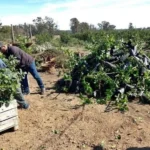 ENTRE RIOS: HLB, DESTRUYEN CASI 2.500 PLANTAS QUE INCUMPLIAN NORMAS.