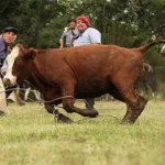 CHACO: ¿ADIOS A LA YERRA?, DIPUTADO CORDOBES DICE QUE HAY QUE PROMOVER EL BIENESTAR ANIMAL.