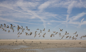 GRIPE AVIAR AVES MIGRATORIA