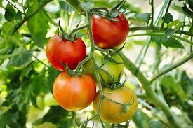 TOMATES444444