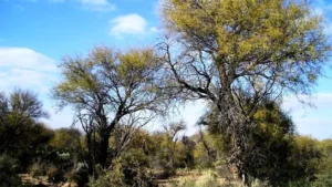leydeBosques1CHACO