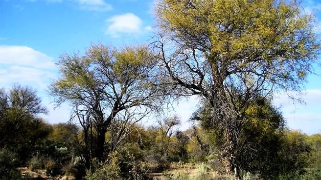 leydeBosques1CHACO