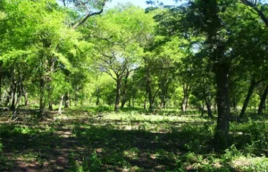 lodbosques56