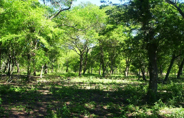 lodbosques56