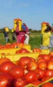 TOMATES