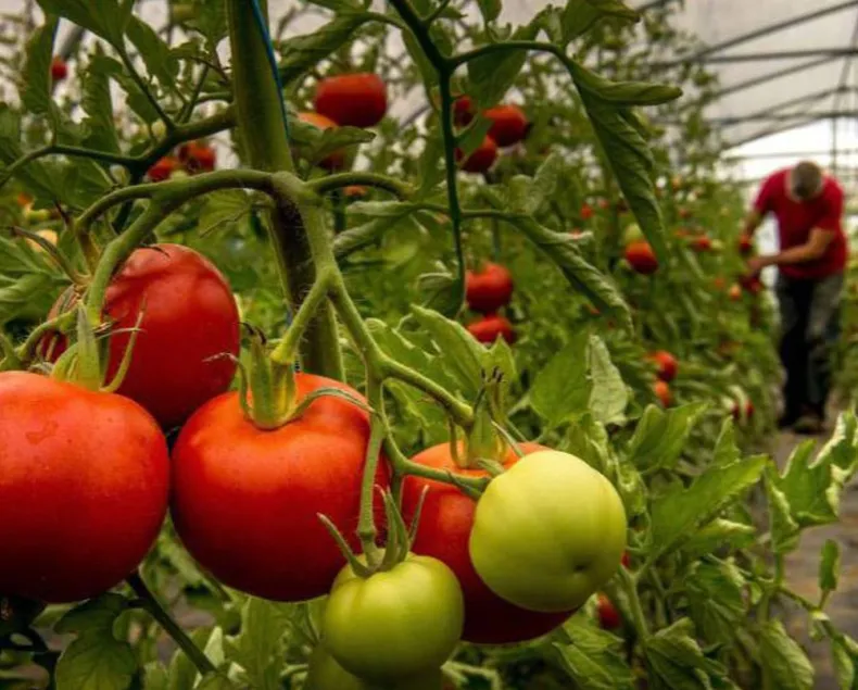 TOMATES