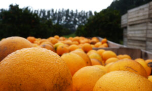 CITRUS