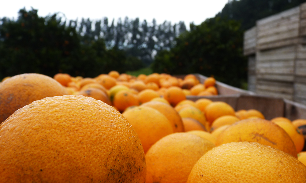CITRUS