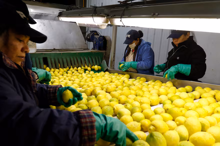 LIMON