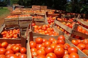 TOMATES