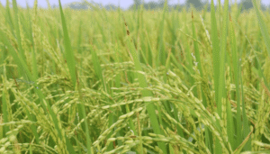 arroz-sagyp