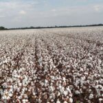 CHEQUEADO: NO ES CIERTO QUE, COMO ASEGURO MILEI, EL RENDIMIENTO DEL ALGODON EN CHACO SEA DE 600KG/HA