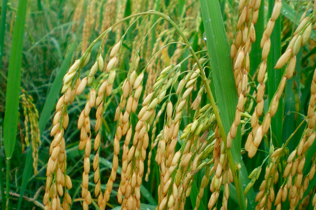 ARROZ