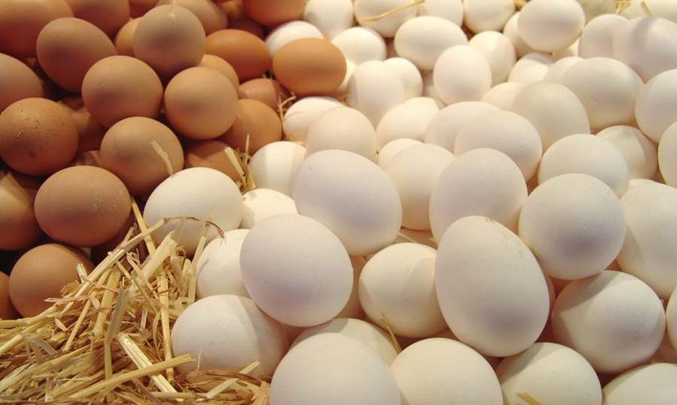 BRASIL HUEVOS