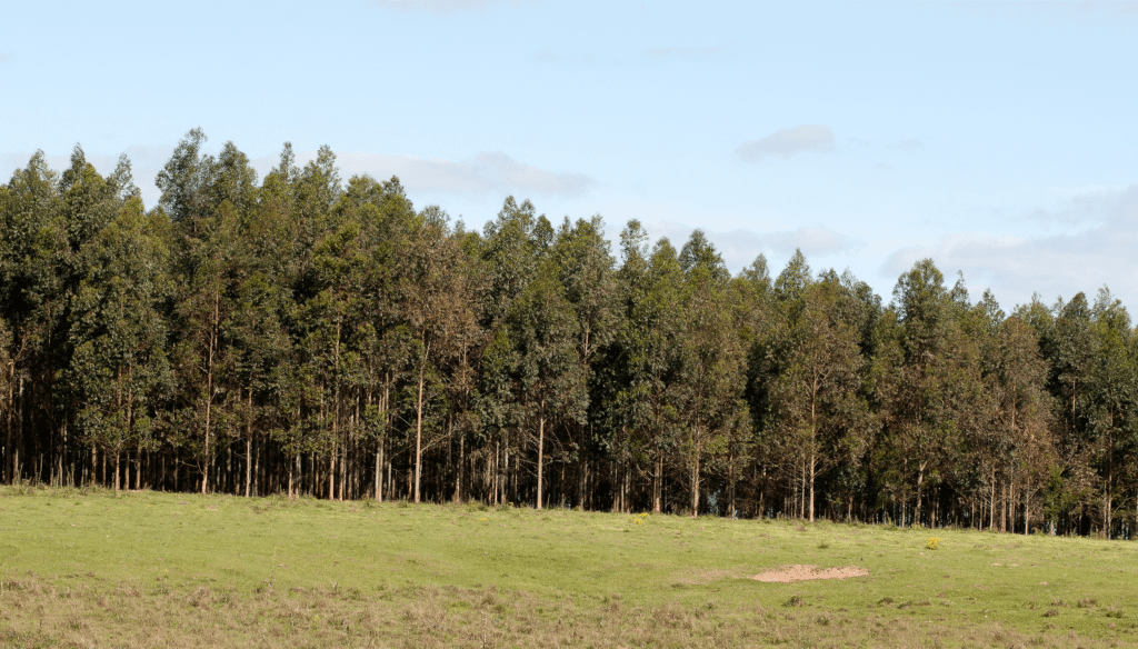 forestacion-sec-agricultura