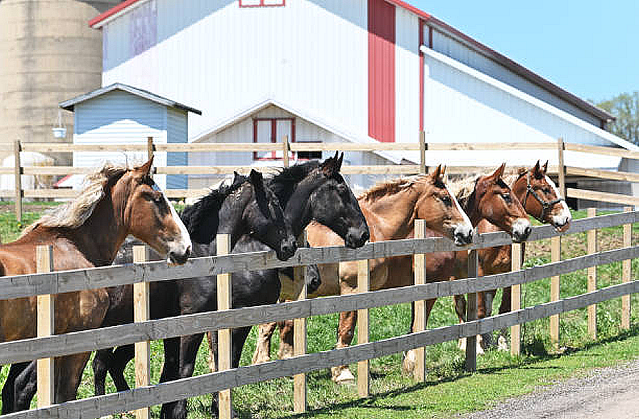 CABALLOS
