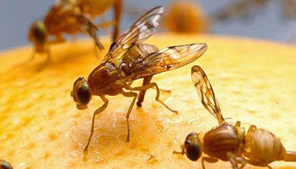 MOSCA