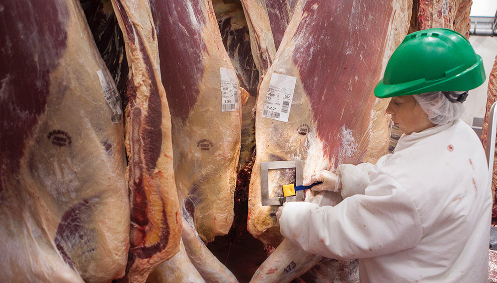 faena-frigorifico-ganaderia