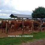 CORRIENTES: LA CRUZ, SOLICITAN REMATAR ANIMALES VACUNOS SECUESTRADOS