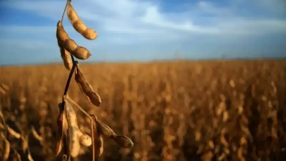 SOJA