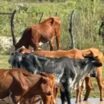 CORRIENTES: MUEREN POR FALTA DE ALIMENTOS LOS ANIMALES RESCATADOS EN PROCEDIMIENTOS EN LA CRUZ