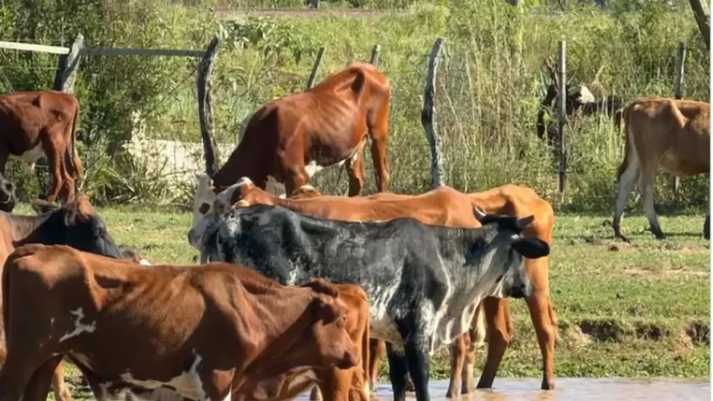 VACAS FLACAS