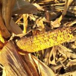 LA CHICHARRITA SUPERO LOS NIVELES DE 2025 Y SE EXPANDIO CON MAS FUERZA