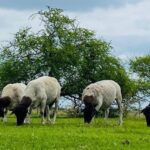 ALERTA DE SENASA: SE DETECTO LA «VACA LOCA» DE LOS OVINOS EN ARGENTINA Y EL PAIS PIERDE STATUS SANITARIO