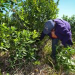 PRODUCTORES YERBATEROS VAN A LA JUSTICIA PARA FRENAR LOS CAMBIOS EN EL INYM