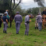 CHACO: GUERRA A LOS CUATREROS, POLICIA RECUPERA 66 VACUNOS Y DESARTICULA UNA ASOCIACION ILICITA