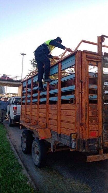 CABALLOS444
