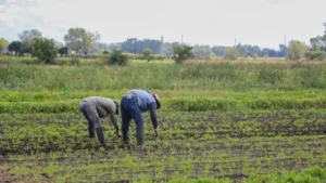 CAMPO POBRE
