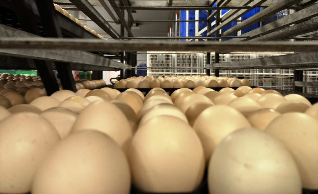 HUEVOS