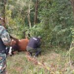 CORRIENTES: SANTO TOME, PREFECTURIANOS Y POLICIAS DE PRIAR HALLARON ANIMALES VACUNOS QUE FUERON MUERTOS A BALAZOS