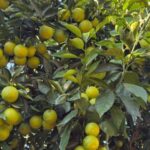 CITRICULTURES ENTRERRIANOS EN ROJO: COBRAN $80 POR KILO DE NARANJA, CUANDO PRODUCIRLO CUESTA HASTA $135 Y ALERTAN QUE MUCHOS YA ESTAN VENDIENDO SUS ACTIVOS PARA SUBSISTIR