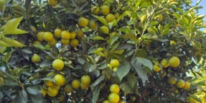 CITRUS