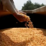SEMILLAS BAJO CONTROL PRIVADO: EL NUEVO PROTOCOLO QUE DEJA AFUERA AL INTA Y A LAS PYMES