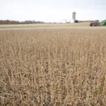 ALARMA EN EL CAMPO: LOS PRODUCTORES DEJARON DE USAR UN INSUMO CLAVE POR LOS ALTOS COSTOS