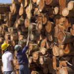 EXPONEN POSIBLE AGRAVAMIENTO DE CRISIS DE EMPRESAS FORESTALES EN MISIONES Y CORRIENTES