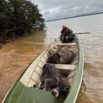 CORRINTES: «HAY QUE SALIR CON TODO»: BARCAZAS, LANCHAS Y UNA CARRERA CONTRA RELOG PARA SALVAR A LOS ANIMALES DE LA CRECIDA DE LOS RIOS EN EL LITORAL