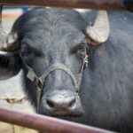 CORRIENTES: «AL BUFALO HAY QUE VISUALIZARLO, PORQUE ME DA LA IMPRESION QUE ESTUVO ESCONDIDO SIEMPRE», MARIA SILVA IMPULSA LA GENETICA BUBALINA DESDE UNA CABAÑA ESPECIFICA