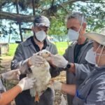 GRIPE AVIAR: BRASIL REFUERZA LA VIGILANCIA TRAS NUEVO FOCO EN RIO GRANDE DO SUL