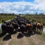 ALIADOS INDISPENSABLES: LOS ANIMALES QUE CONOCEN EL CAMINO Y GUIAN A MILES DE VACAS PARA ESCAPAR DE LA INUNDACION