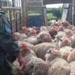 CORRIENTES: DESOBEDIENCIA Y SANSION EN MOCORETA, TRANSPORTABA 140 OVINOS CON PAPELES IRREGULARES Y LE APLICARON $2 MILLONES