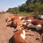 CORRIENTES: ALERTA, ¿EL CAMBIO CLIMATICO DETRAS DE LAS MUERTES SUBITAS DEL GANADO CORRENTINO?